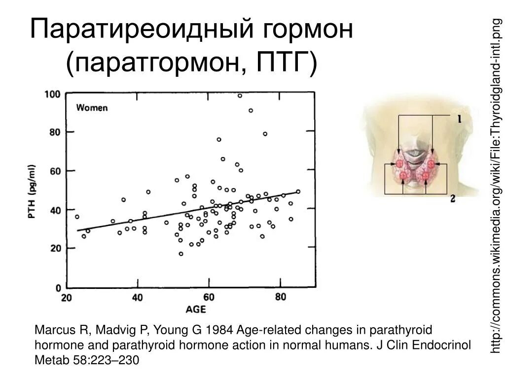 Интактный паратиреоидный гормон. Паратиреоидный гормон (ПТГ). Норма ПТГ паратиреоидный гормон. Норма паратгормона у детей. Паратиреоидный гормон норма у женщин.