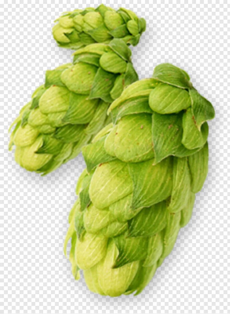 Hop