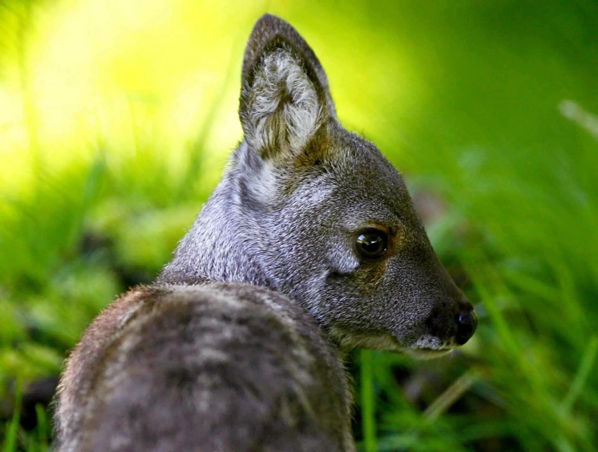 саблезубый олень кабарга. сахалинская кабарга. гималайская кабарга. кабарга википедия. сибирская кабарга.