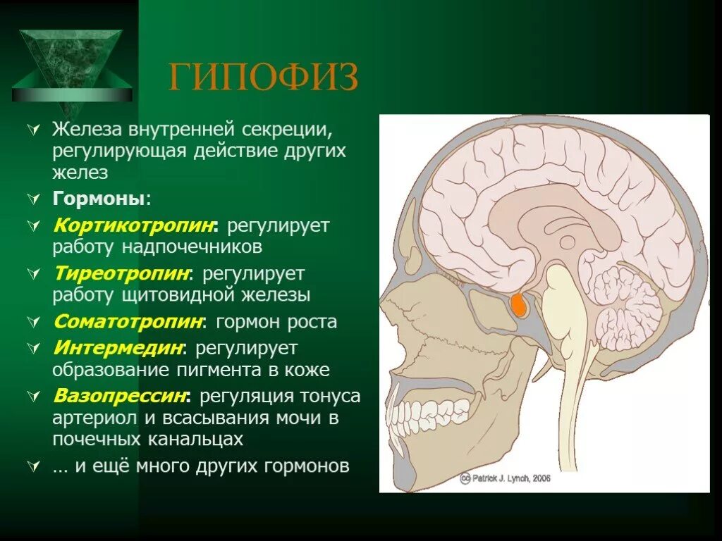 Гормоны надпочечников гормон гипофиза. Гипофиз это железа. Гормоны гипофиза регулируют. Железа секреции гипофиз гормон. Регулирует работу гипофиза.