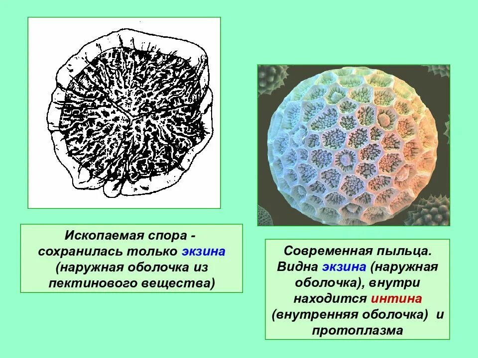 Пыльца и споры. Оболочка экзина. Экзина и интина. Ископаемая пыльца и споры. Строение пыльцы палинология.