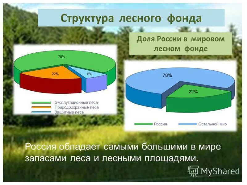 Три группы лесов. Земли лесного фонда РФ диаграмма. Структура лесного фонда. Структура лесного фонда России. Лесной фонд РФ.