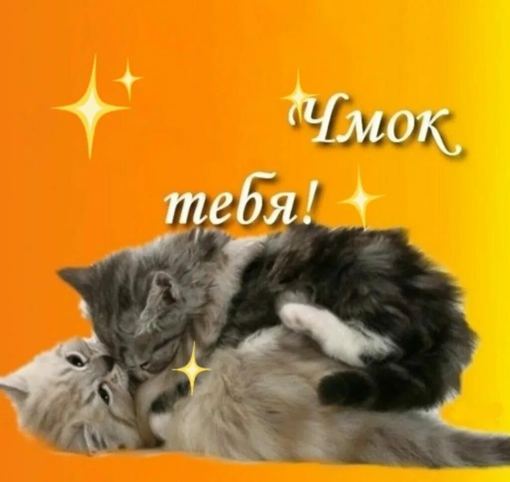 Представь как я тебя целую. Открытка любимому. открытка «любить». любимый котик. открытка люблю тебя.
