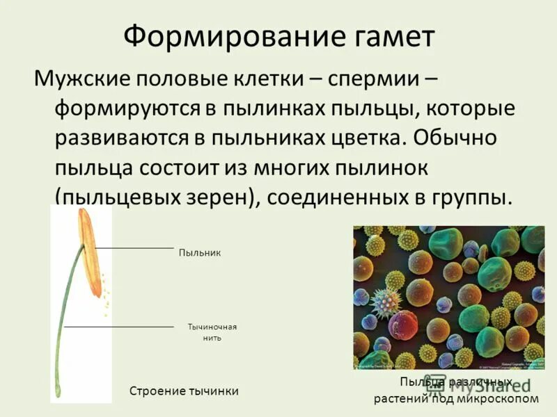 Половые клетки растений. Мужские гаметы у растений. Мужские половые клетки у растений формируются в. Строение мужских гамет у растений.