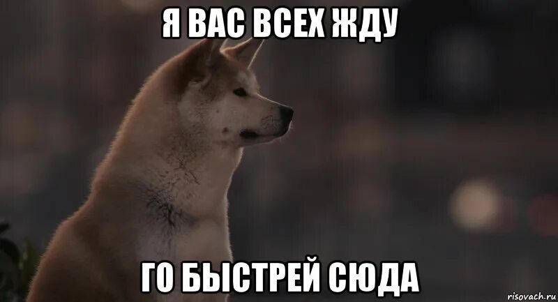 Я подожду еще чуть чуть слушать. Хатико ждет. Хатико Мем. Жду как Хатико. Жду Мем.