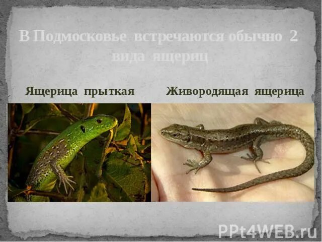 Какое развитие у прыткой ящерицы. Прыткая и живородящая ящерицы. Прыткая ящерица самка. Живородящая ящерица самка. Прыткая и живородящая ящерицы отличия.