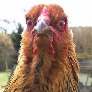 Evil Chicken.