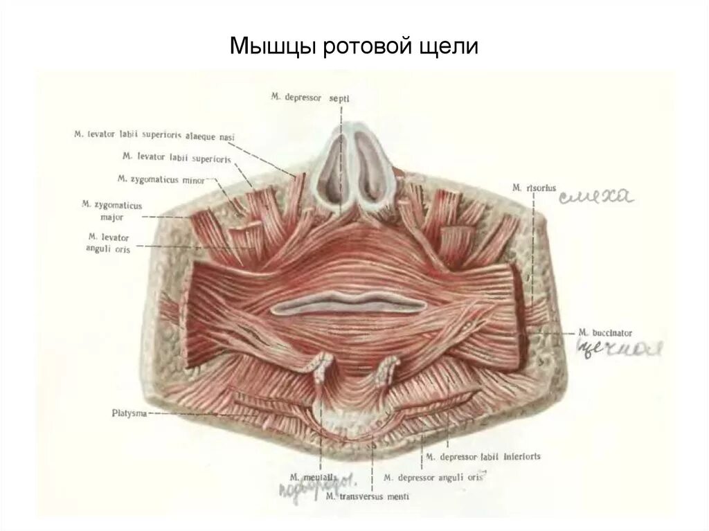 Губы мышцы рта. Мышцы окружающие ротовую щель.