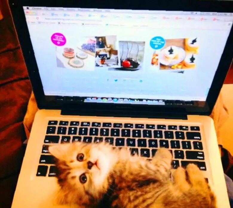 Вот это компьютер. Кот с ноутбуком. смешной ноутбук. котик с компьютером. котенок на ноутбуке.