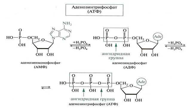 Реакции образования АТФ (аденозин-5-трифосфата. АТФ В АДФ реакция.