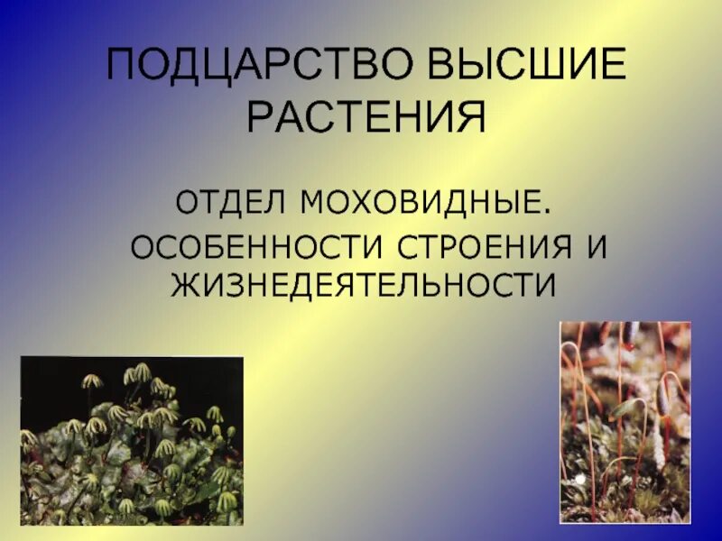 3 высших растений. Подцарство высших растений.отдел моховидных. высшие растения отдел моховидные. подцарство высшие растения семенные. отдел моховидные особенности строения и жизнедеятельности.