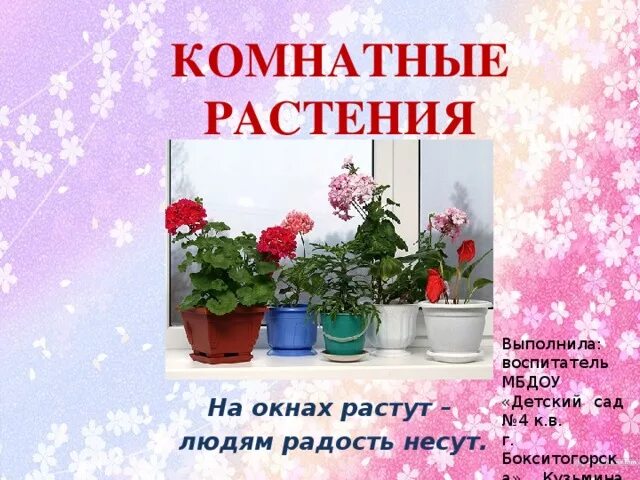 Соломенникова мир комнатных растений