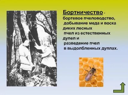 Бортничество в жизни средневековой руси