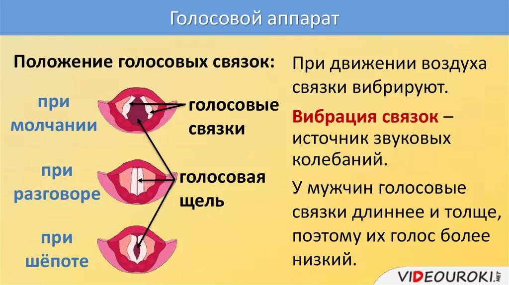 На рисунке изображены различные положения голосовых связок. Строение голосового аппарата голосовые складки. Строение голосовых связок при шепоте. Положение голосовых связок. Голосовые связки при пении.