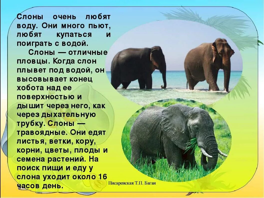 Где живут слоны. Доклад про слонов. Слоны 1 класс. Рассказ о слонах. Где обитает слон материк