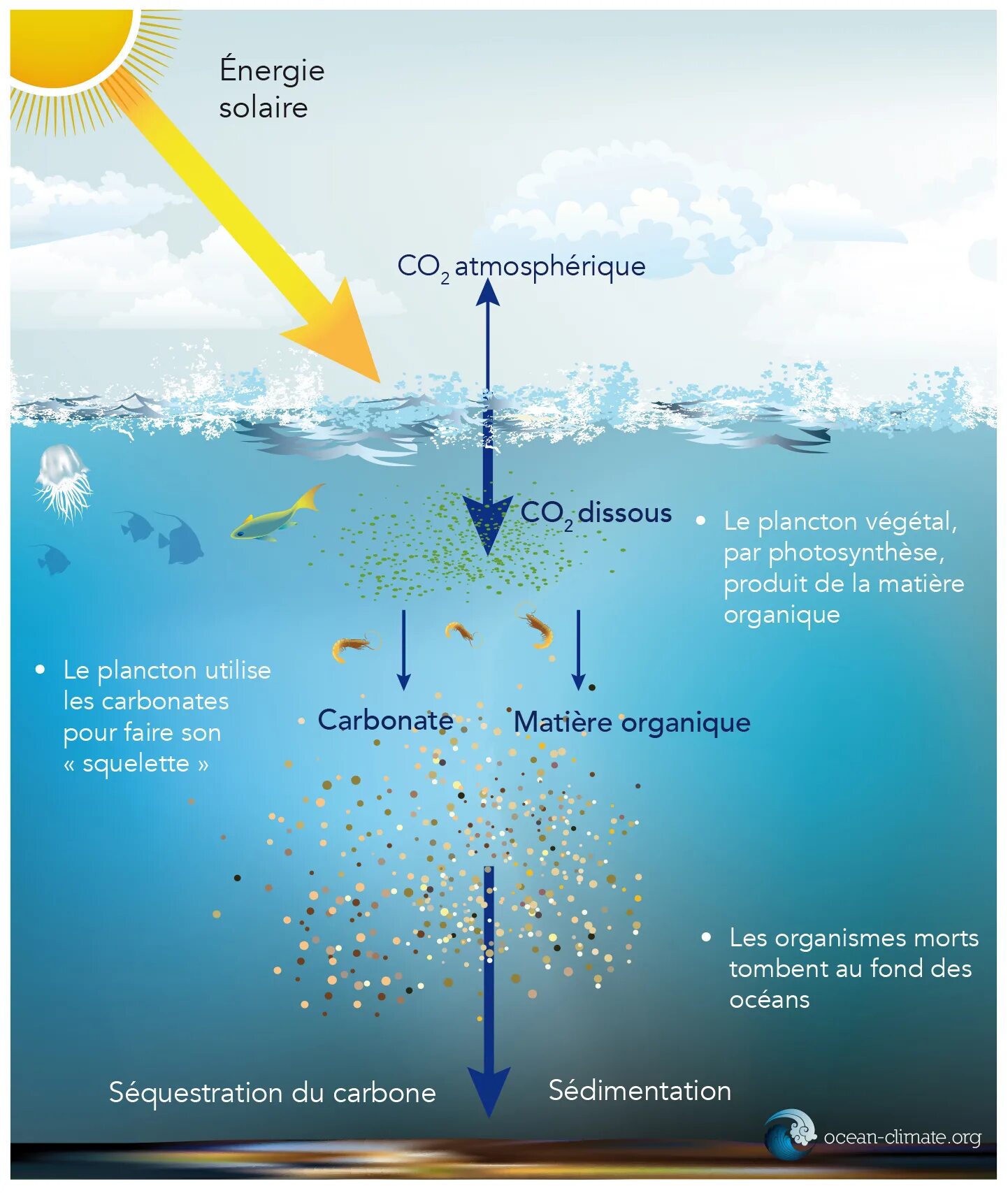 Поглощение воздуха водой. Поглощение углекислого газа океаном. Океан поглощает углекислый ГАЗ. Углекислый ГАЗ В океане. Углерод в океане.