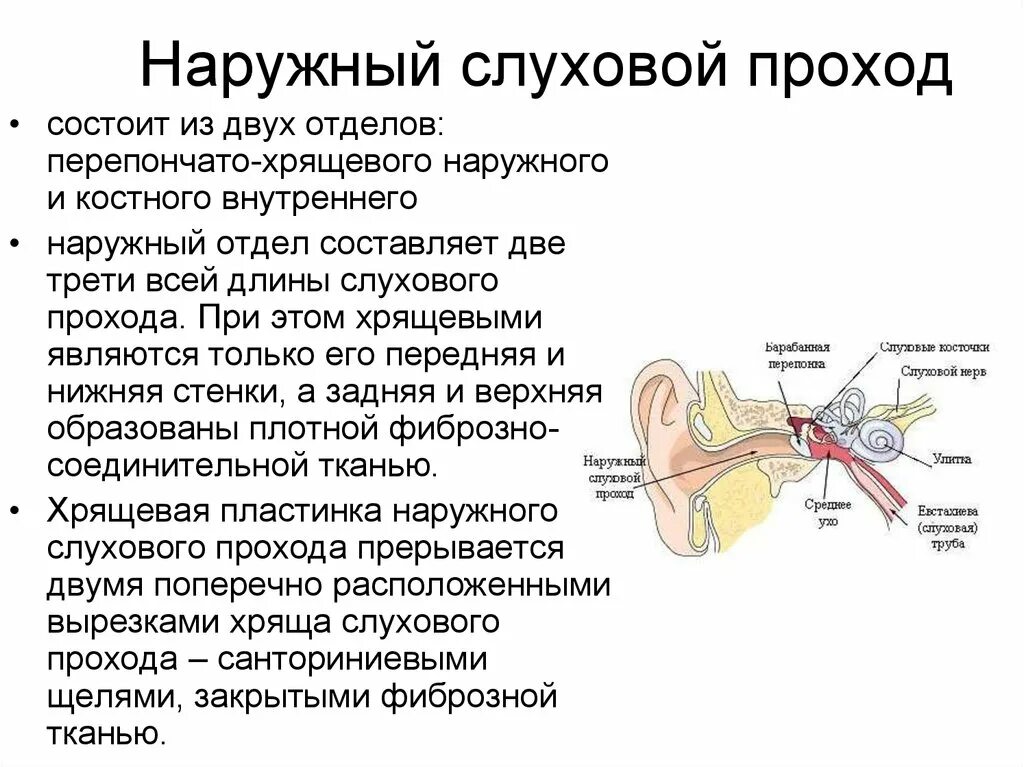 Наружный слуховой проход строение и значение