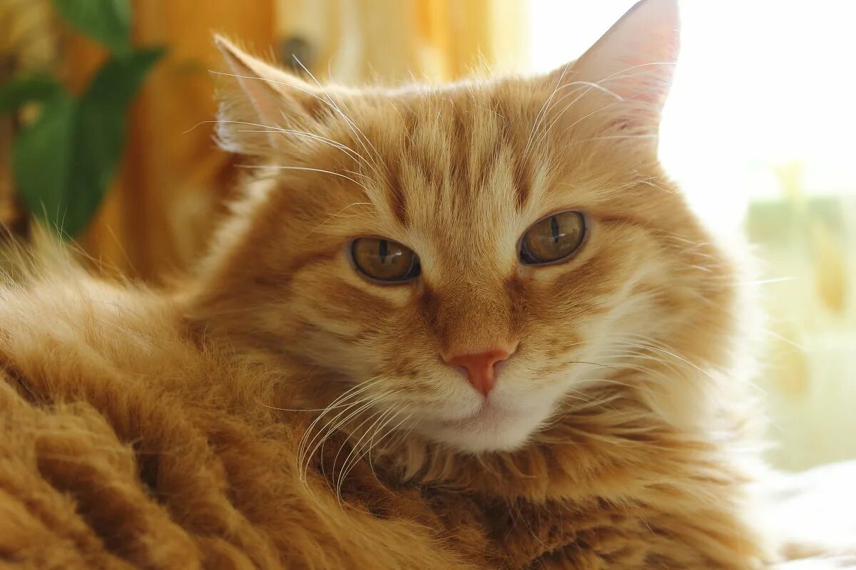 Котенок на солнце. Маленький котенок. Кот на солнышке. Кот на солнышке. Рыжий кот как солнышко сияет.