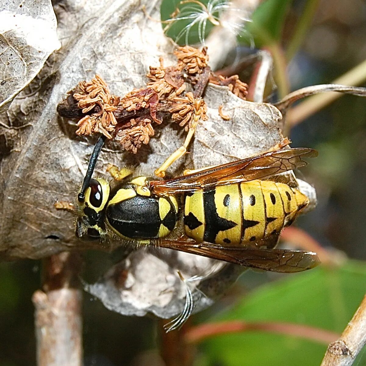 Насекомые похожие на пчел. Девятерик Шершень. Vespula pensylvanica. Лесной Шершень. Шершень Крымский.