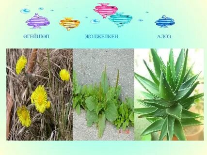 Үйдегі алтын душтың фотосы