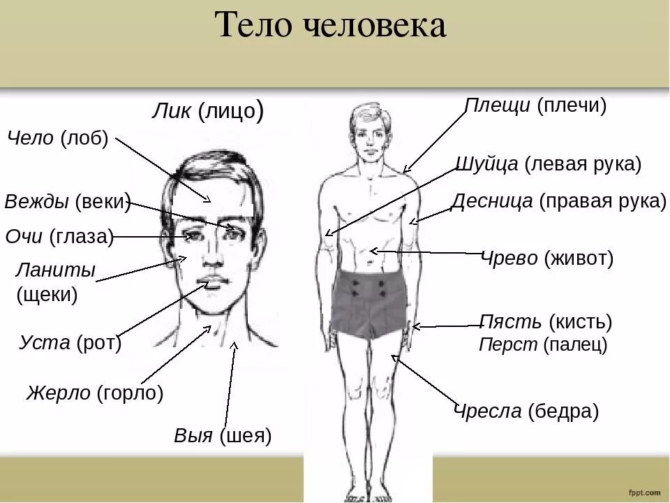 Выя человека. Древнерусские названия частей тела. Части тела человека названия. Название частей тела на старославянском. Части тела на древнерусском языке.