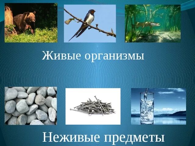 Неживые организмы. Не живые организмы. Живые организмы от неживых. Биология живые и неживые организмы.