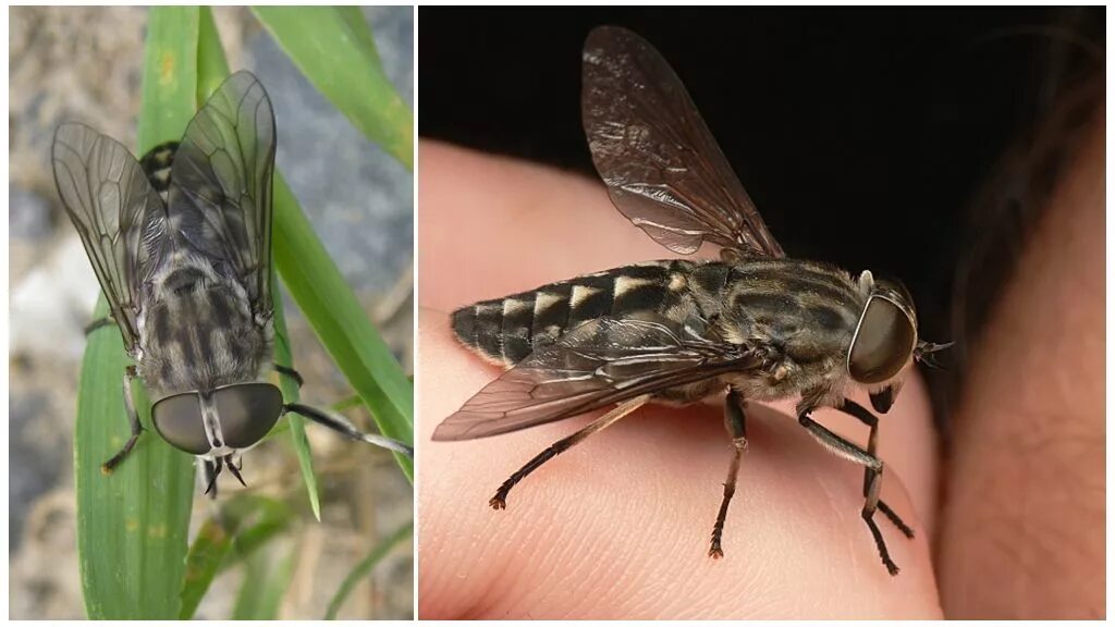 Большая серая муха. Слепень Tabanus. Слепень Tabanus chrysurus. Овод, Муха-журчалка, слепень. Муха Gauromydas.