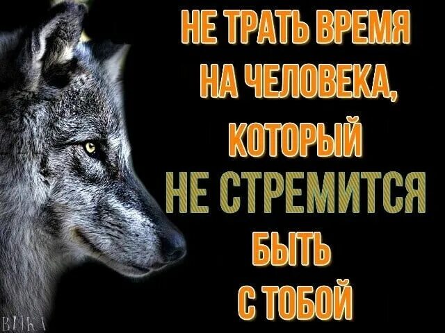 С волками жить все. С волками жить по Волчьи выть. С волками жить по Волчьи. Поговорка с волками жить по Волчьи выть. Среди Волков жить по Волчьи выть.