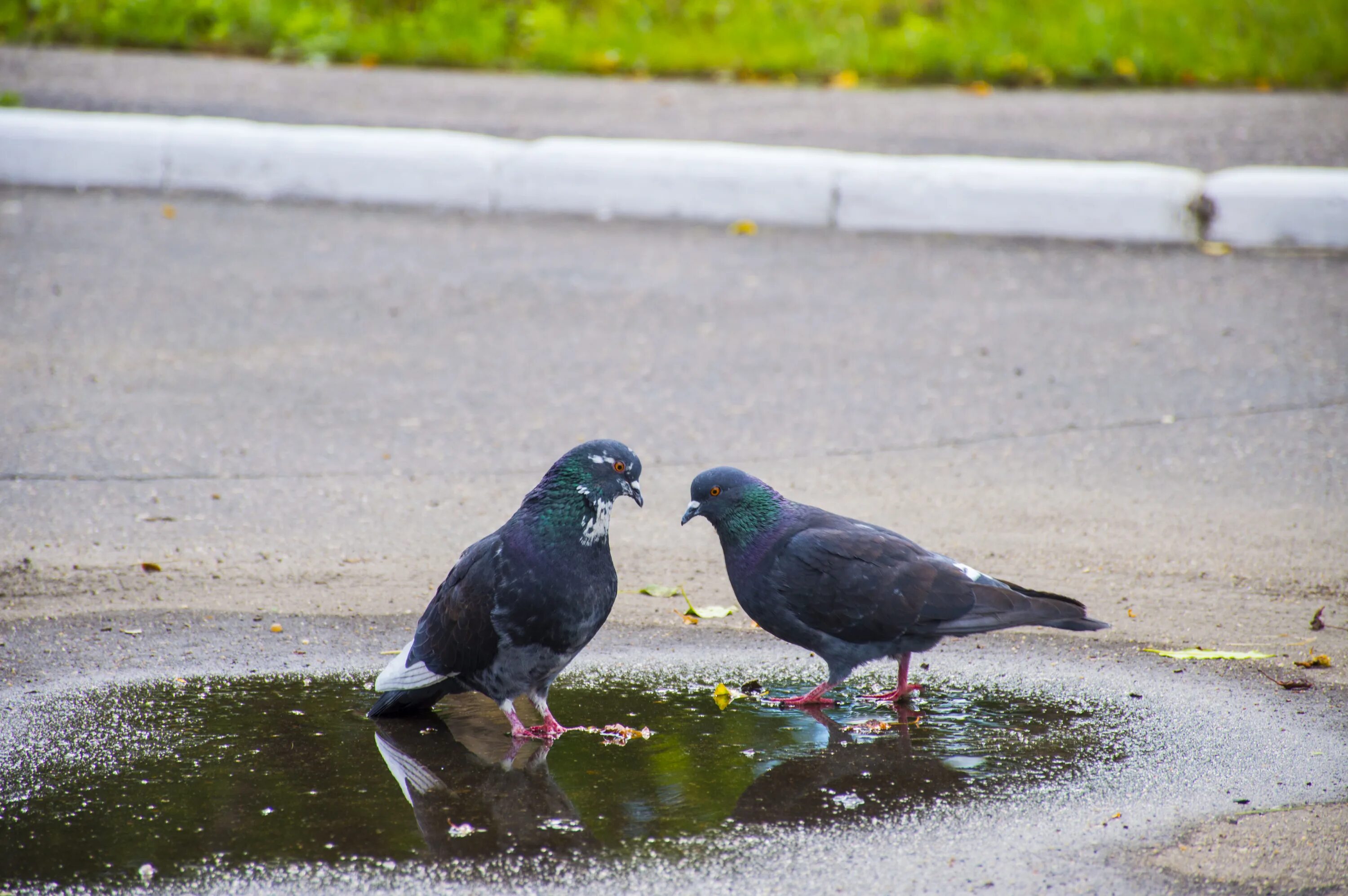 Bird streets