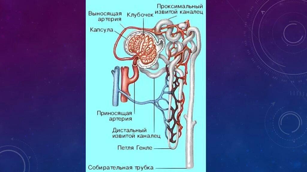 Высокое давление в капиллярном клубочке. Канальцы нефрона 4. Извитые канальцы структура нефрон. Извитой каналец 2 порядка проксимальный. Дистальный и проксимальный каналец нефрона.