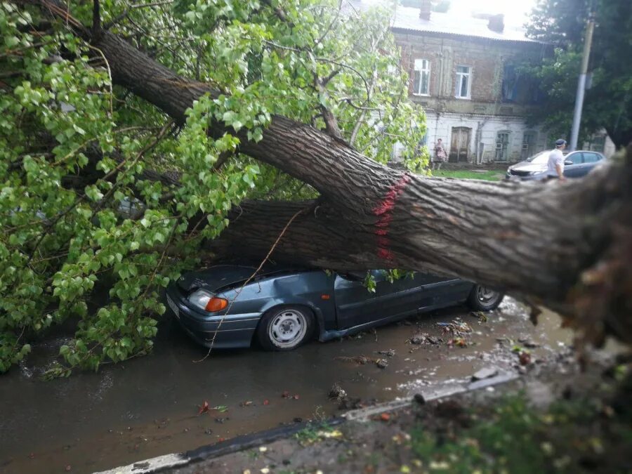 Поваленное дерево. Упавшее дерево. Поваленные деревья в городе. Ураган повалил деревья на машины.