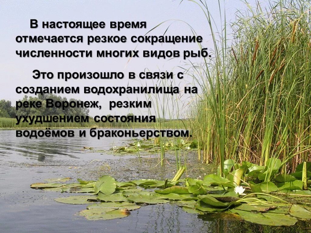 Рыба в водоемах Воронежской области. Презентация о водоёмах Воронежской области. Растения и животные водоемов Воронежской области. Животные реки Воронеж. Статус водоемов