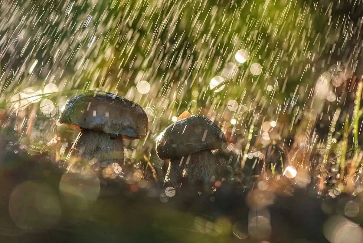 дождь грибы. летний грибной дождь. грибной дождь. пошли дожди грибы. грибы под дождём в лесу.