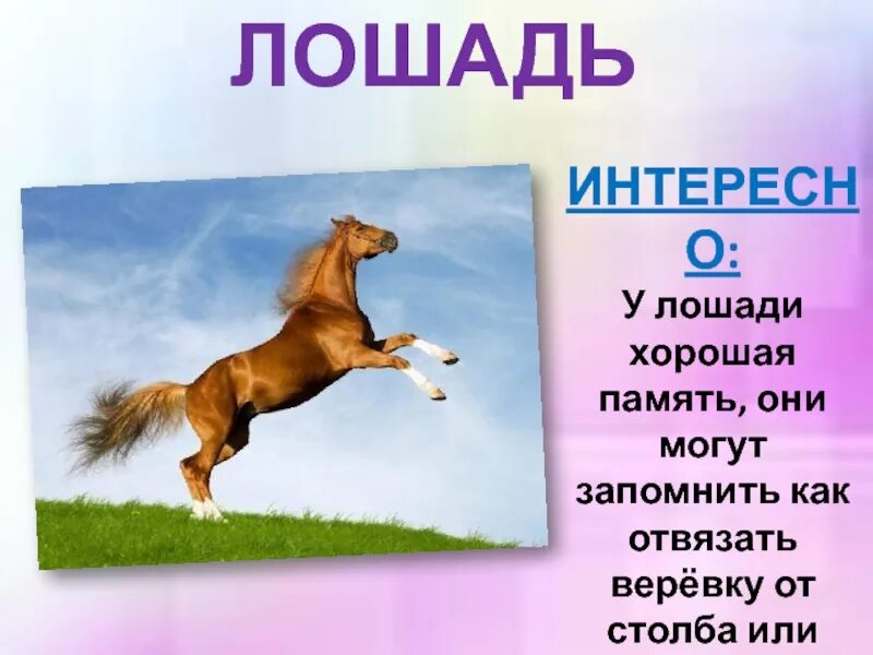 Текст про лошадей. Какая память у лошадей. Конь слова. Проект о слове лошадь.