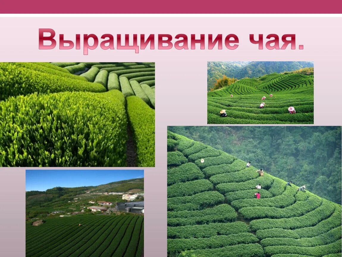В россии растет чай. Выращивание чая. Краснодарский чай выращивание. Выращивание чая в России. Чай в России выращивают.