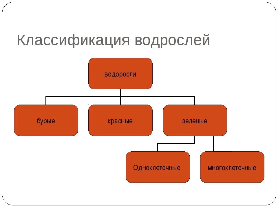 Классификация водорослей таблица. Классификация водорослей схема. Систематика водорослей схема. Отдел зеленые водоросли классификация. Систематические группы водорослей