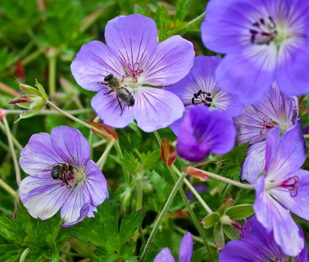 Герань гибридная Розанна. Герань гибридная 'Rozanne'. Герань гибридная (Geranium x hybridum `Rozanne`). Герань гибридная Rosanna.