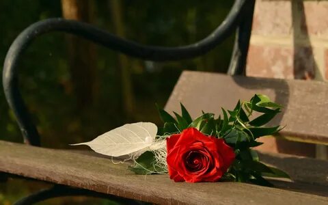 Цветы для одиноких женщин