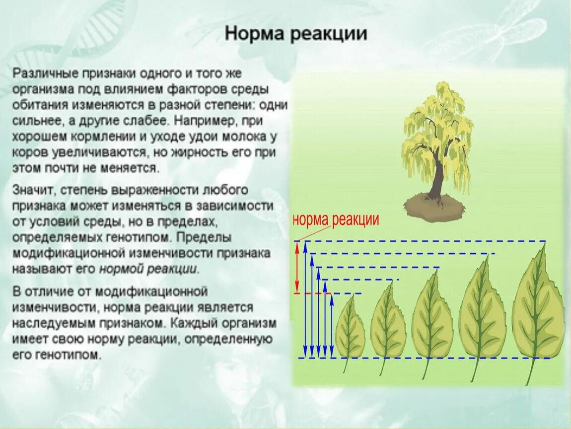 Нормы реакции бывают. Норма реакции пределы модификационной изменчивости. Норма реакции растений. Норма реакции изменчивость. Лабораторная работа по теме модификационная изменчивость организмов.