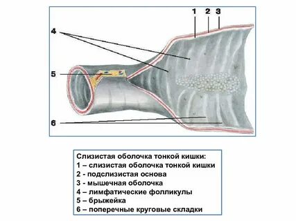 На слизистой тонкого кишечника расположены