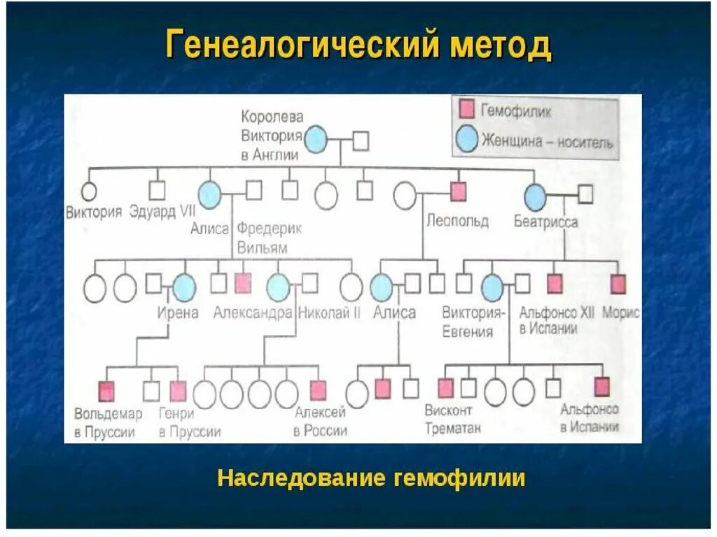 Родословная генетика с гемофилией. Генеалогический метод наследование гемофилии. Генеалогический метод родословная схема. Клинико генеалогический метод родословная. Родословная гемофилии