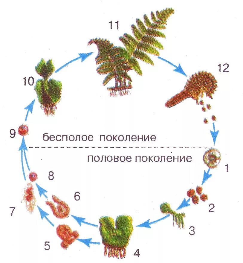 Половое поколение кукушкина льна. Бесполое поколение мхов. Бесполое поколение папоротника. Жизненный цикл папоротника бесполое поколение. Половое и бесполое поколение мхов.