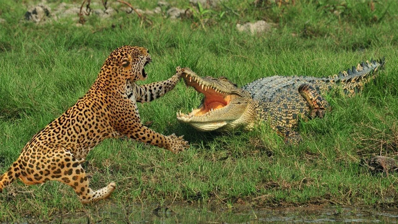 Обезьяна тигр змея. Леопард против крокодила. Ягуар и крокодил. Ягуар нападает. Бразилия Ягуар против крокодила.