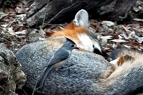 Closer to wildlife