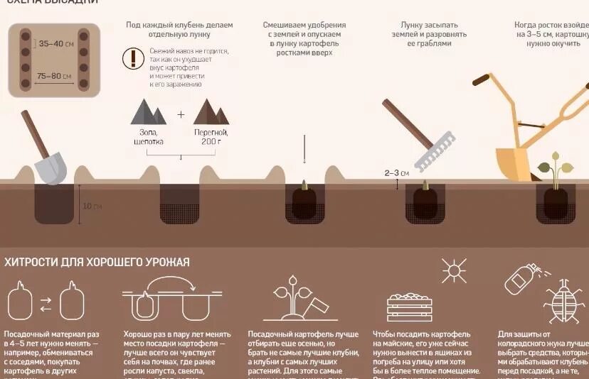 Почва для посадки картофеля весной. Глубина посадки картофеля. Схема посадки картошки. Глубина лунки для посадки картофеля. Схема и глубина посадки картошки.