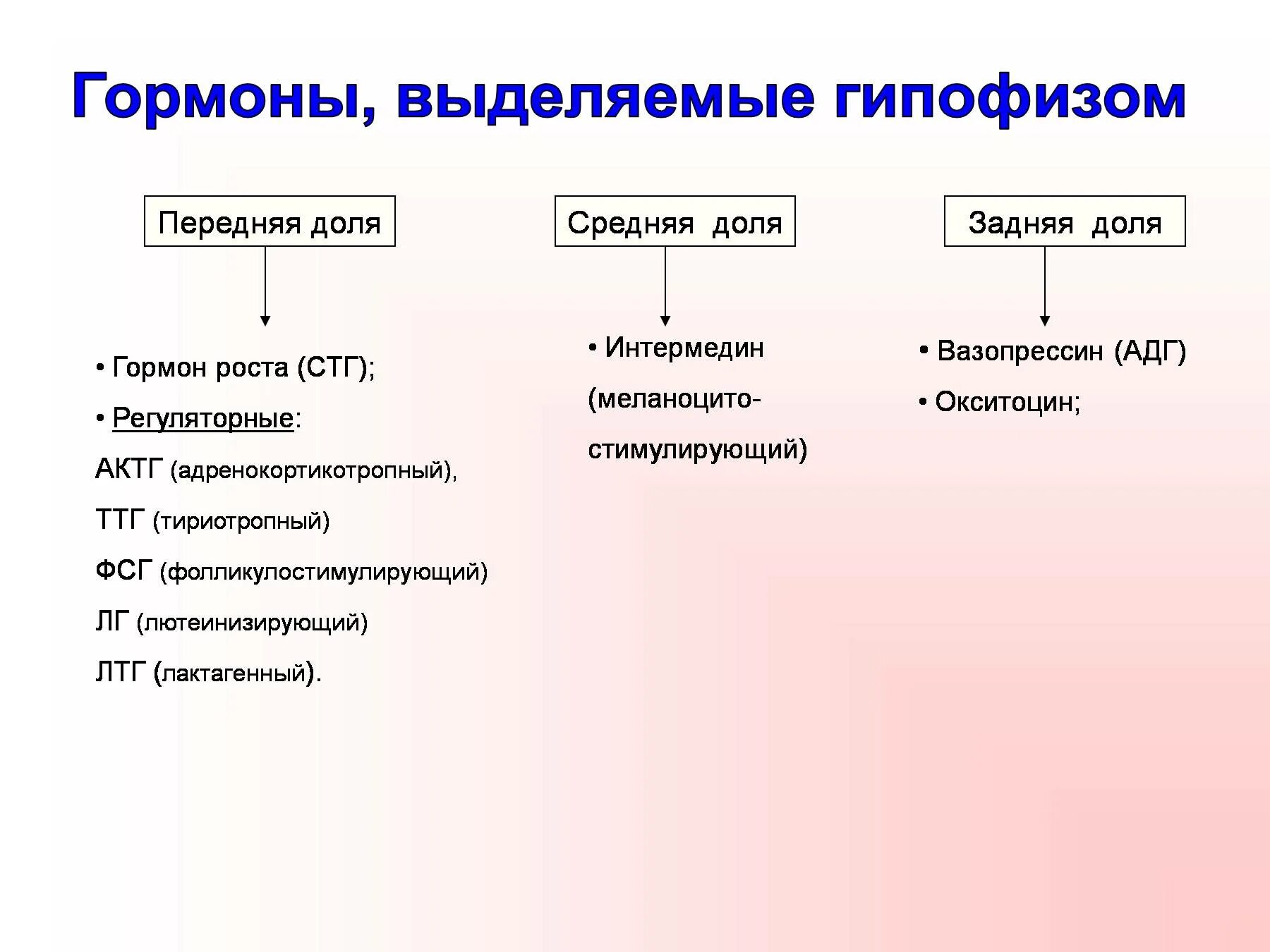 Гормон гипофиза стимулирует. Гормоны выделяемые гипофизом. Гормоны выделяемые передней долей гипофиза.