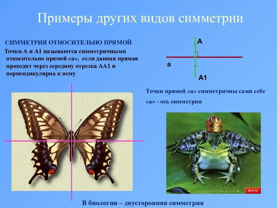 Типы симметрии биология 8 класс. Симметрия. Двусторонняя симметрия в природе. Примеры симметрии. Симметрия (биология).