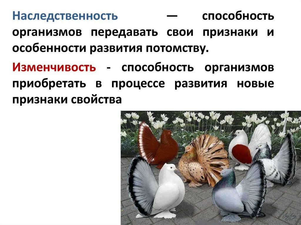 Наследственность организмов. Свойство наследственности и изменчивости. Наследственность и изменчивость организмов. Изменчивость это способность организмов.