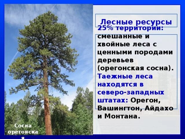 Лесные ресурсы США. Лесные природные ресурсы США. Лесные ресурсы США таблица. Лесные ресурсы США карта.