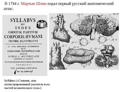 Первый атлас анатомии
